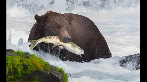 A BIG BEAR IS PREYING ON FISH