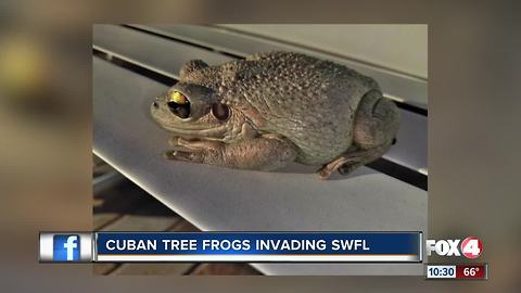 Cuban Tree Frogs Invading SWFL