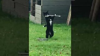 Kitty #cat Loves 2 Play with #feathers Standing Up On Her Hind Legs #funnycatvideos #shorts