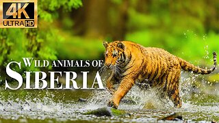 дикие животные Сибири 4k - Замечательный фильм о дикой природе с успокаивающей музыкой