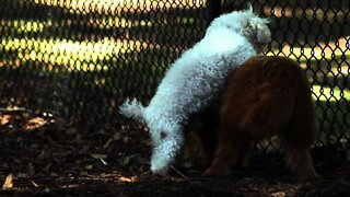 Bobo in Florida - Dog Park