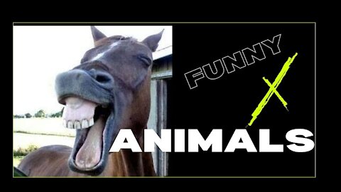 funny and flustered animals