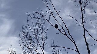 Agitated Mallard Ducks. Hawk overlooking them up in a tree