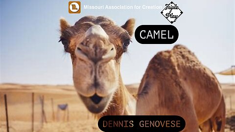 Camels With Dennis Genovese