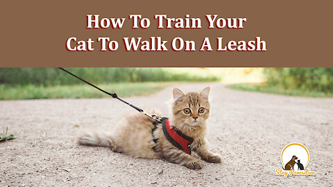 How To Train Your Cat To Walk On A Leash