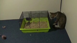 Cute Little Cat Loves Watching His Hamsters for Hours