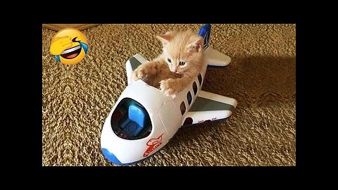 New Funny Videos 2022 😍 Cutest Cats and Dogs 🐱🐶 Part33