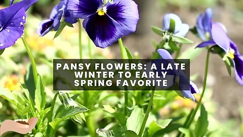 Pansy Flowers for the Late Winter or Early Spring