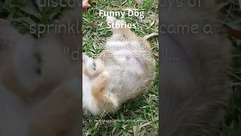 Hilarious Dog Moments: Laughter Guaranteed! 37