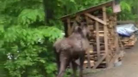 House Cat Goes Into Stealth Mode When It Notices A Moose