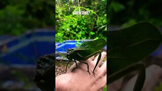 Giant Leaf Bug Katydid #insects #bug #wtf