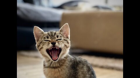 OMG So Cute Cats ♥ Best Funny Cat Videos 2021 _ Pets Garden