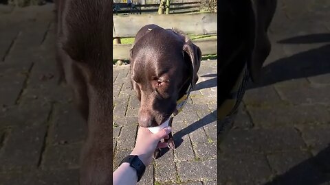 Sweetest Moment: Chocolate Labrador enjoys ice cream from owner's hand