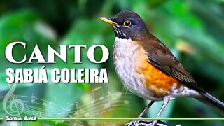 Lindo Canto do SABIÁ COLEIRA (Turdus albicollis) Caraxué Coleira