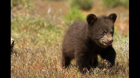 RFK Jr. admits to dumping dead bear cub in New York's Central Park , ROSANNE BARR