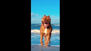 GIANT Pitbull playing with his new “beach ball” 🦁