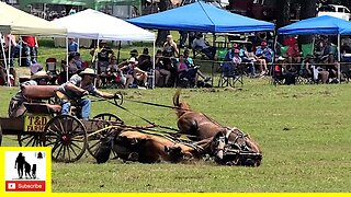 Buckboard Wagon Races Part 2 - What About Bob Chuckwagon Races 2022 | Saturday