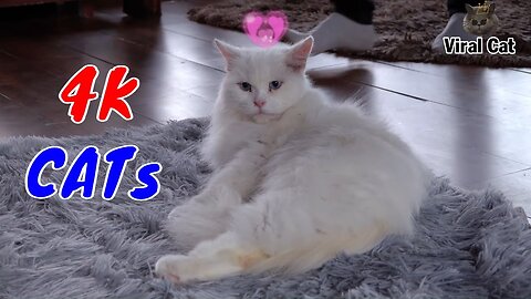 Funny Cats And Kittens Life 4K Quality Video