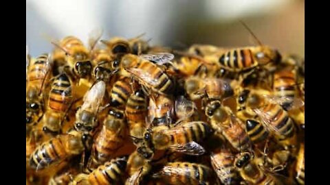 Un essaim d'abeilles s'invite à un festival de musique