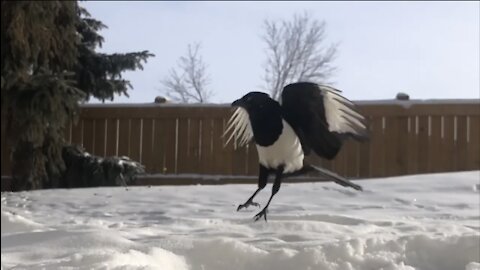 Magpies are truly amazing birds 🦅