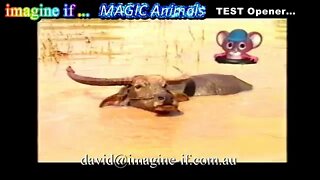 MAGIC Animals Animation Teaser