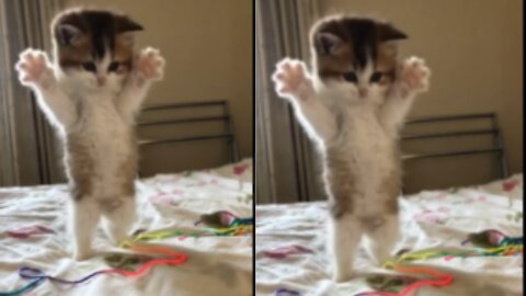 CUTE kitten V fingers !