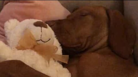 Alerta fofura: cachorro dorme agarrado a ursinho de pelúcia!