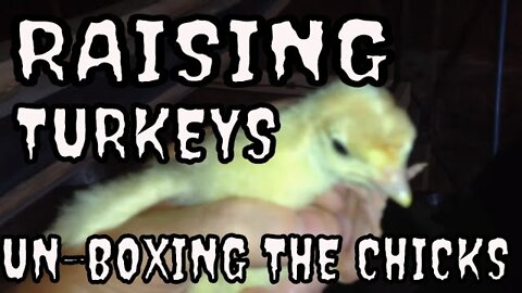 Raising turkeys (unboxing the chicks)