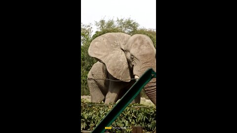 World'biggest elephant 🐘 zoo🥵🥵