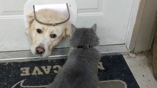 Cat And Dog Play Through The Doggy Door!