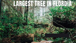 The largest tree in Flordia It huge!