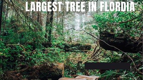The largest tree in Flordia It huge!