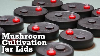 How to Grow Mushrooms: Grain Spawn & liquid culture Jar Lids