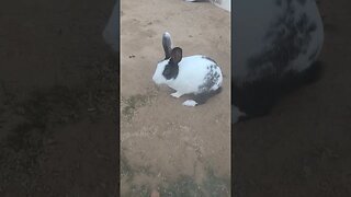 😂Rabbit🐰playing#shorts #youtubeshorts #short