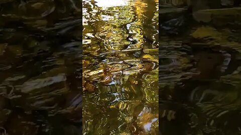 🦆QUACKERS & WATERWORKS 2💦GO CHECK IT OUT! #quackers #waterart #visualart #ducks #duck #visual #asmr