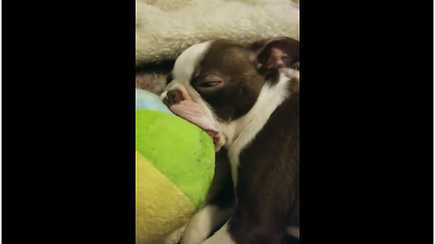 Sleeping Boston Terrier refuses to let go of toy ball