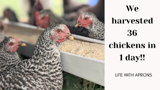 We harvested 36 chickens in 1 day!!