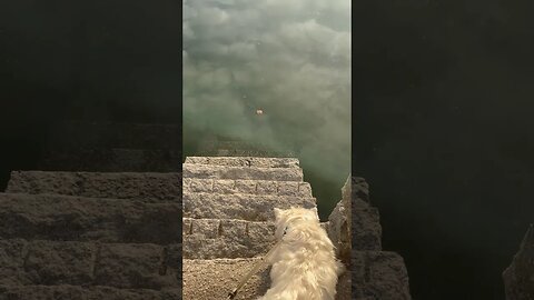 Stairway to Heaven #dogs #heaven #shortvideo