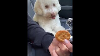 Adorable Dog Begs Owner For Her Cookie