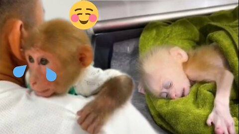 Bibi was so sad when he met his poor primate friend at the hospital