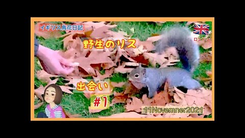 【りす観察Week1】野生のリスに出会った/手からピーナッツをもうため、おそるおそる近づくリス