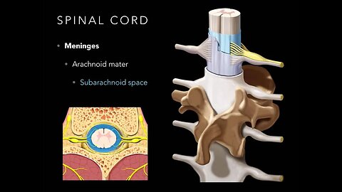 Spinal cord Meninges