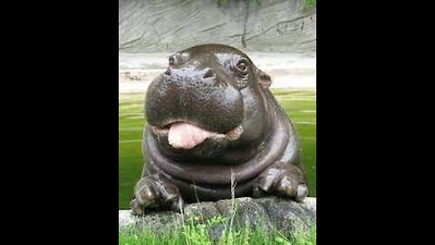 Cute Hippo to make your day!