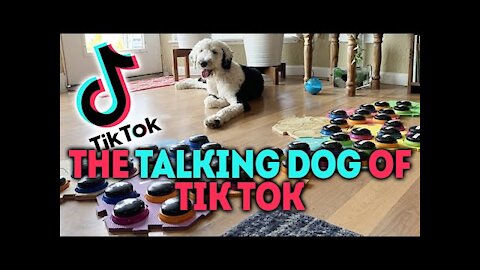 Debunking the Viral Talking Dog of Tik Tok😍