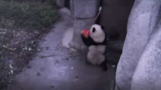 Panda cerca di rubare la scopa al guardiano