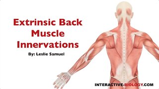094 Innervations Of The Extrinsic Back/Shoulder Muscles