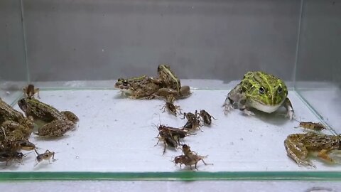 Pacman Frog Crazy Frog Centipede-10
