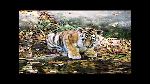 Cute Adorable Baby Tiger Playing
