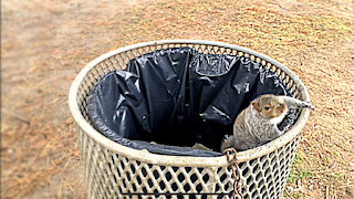 Amazing slow motion footage of squirrel jumping out of trashcan