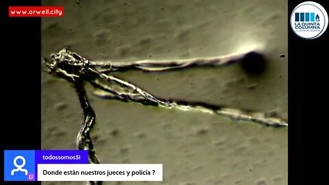 Madrid based Scientists from La Quinta Columna Discovers New Artificial Species While Livestreaming